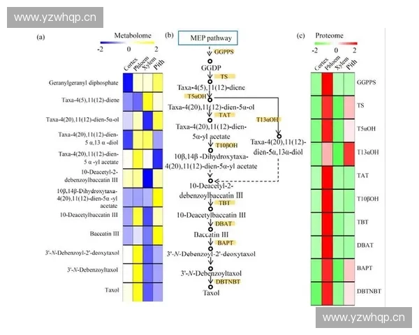 探究以体温调节为核心的人体热平衡机制及环境适应变化策略研究述
